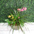 Care:

Med to bright light. Between watering make sure the orchids get very dry. We suggest soaking your orchid every 2-3 weeks for 20 min, spray leaves and stems. Drain the orchid well and leave to dry before returning to pots. They thrive on being neglected. As blossoms fade, remove to encourage new growth.