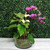 Exotic Orchid Garden