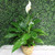 When it comes to watering, consistency is key. Keep the soil moist, but do not overwater. Peace lilies can tolerate short periods of dry soil, but their leaves will start to brown if neglected for too long. Peace lilies enjoy high humidity. Misting their leaves or placing their pot atop a moistened tray of gravel can help to increase humidity around the plant. Keep these plants out of direct afternoon sunlight, but in a bright, well-lit area. An east-facing window is ideal, as they will be exposed to the bright morning sun but avoid the intensity of mid-day rays.