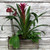 Kind Hearted Orchid Box
