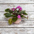 Blooming Violets in Pot