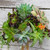 All kinds of different types of succulents, in different colors and textures designed in a nosegay bridal bouquet.