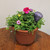 Mixed Outdoor Planter with Watering Stake