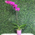 Orchid Plant