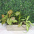 Wooden Green Planter