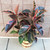 Variegated Ficus in Wicker Basket