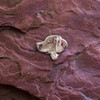 Sterling Silver Labrador Pin Pendant