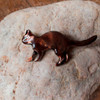 Enamel Brown Playful Cat Pin
