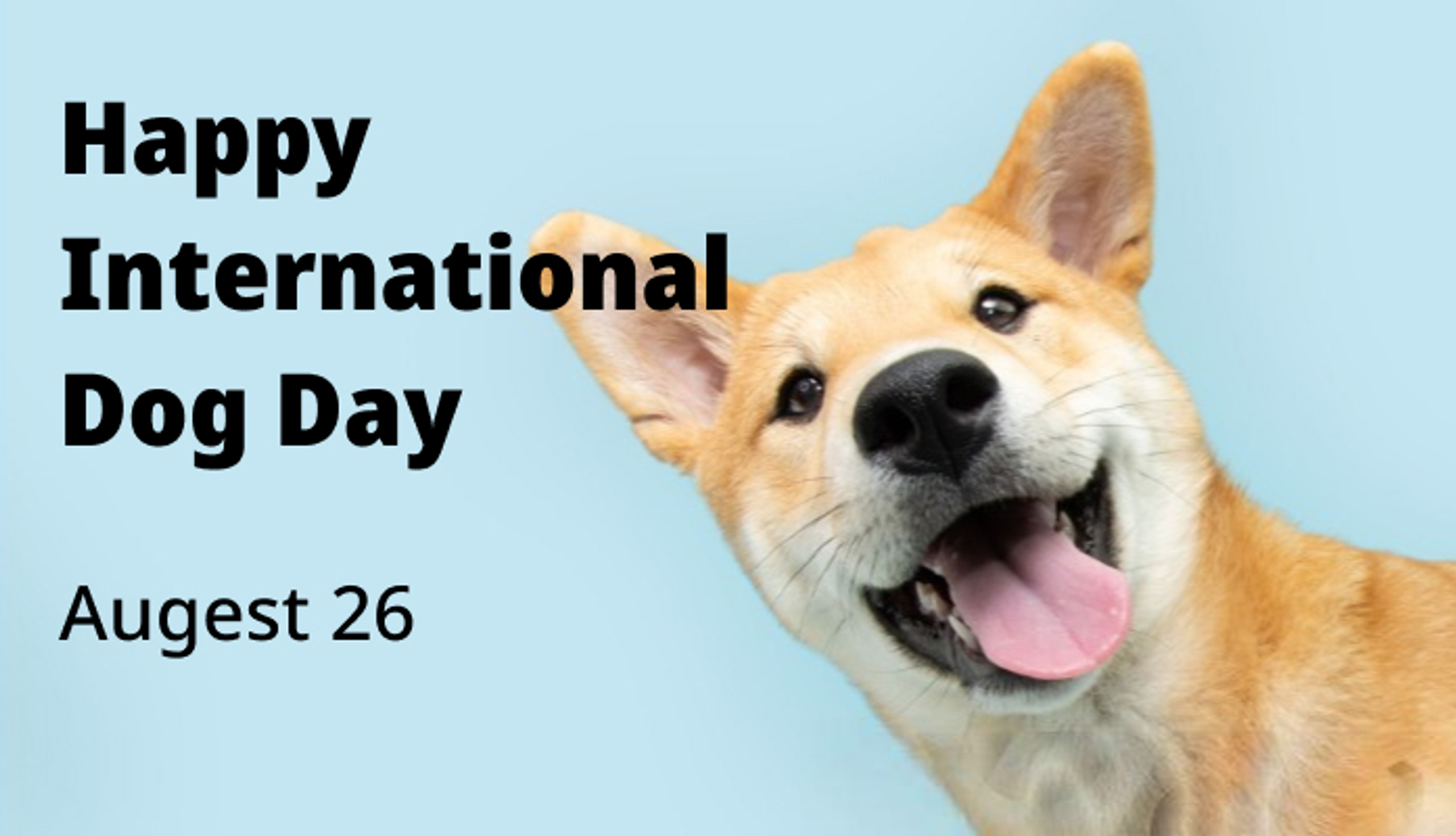 International Dog Day 2024 Andrei Paulita