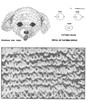 Pattern stitch illustration for crocheted dog