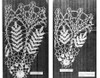 Illustration of large and small Fern Doilies