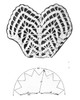 Shawl Pattern Stitch Illustration, Mail Order Design 444