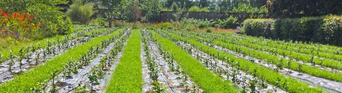 Tea Gardens of Scotland Tea Gardens of Scotland