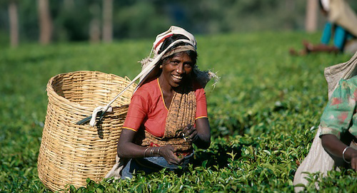 Close up of tea pickers gathering fresh green tea leaves from the tea bushes at origin. Exclusive Jenier Teas phography by Colin Prior