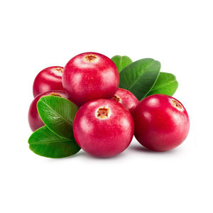 iriure dolor in hendrerit in vulputate iriure dolor in hendrerit in vulputate