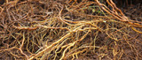 Know Your ʻAwa: Why Traceability Begins With the Living Plant