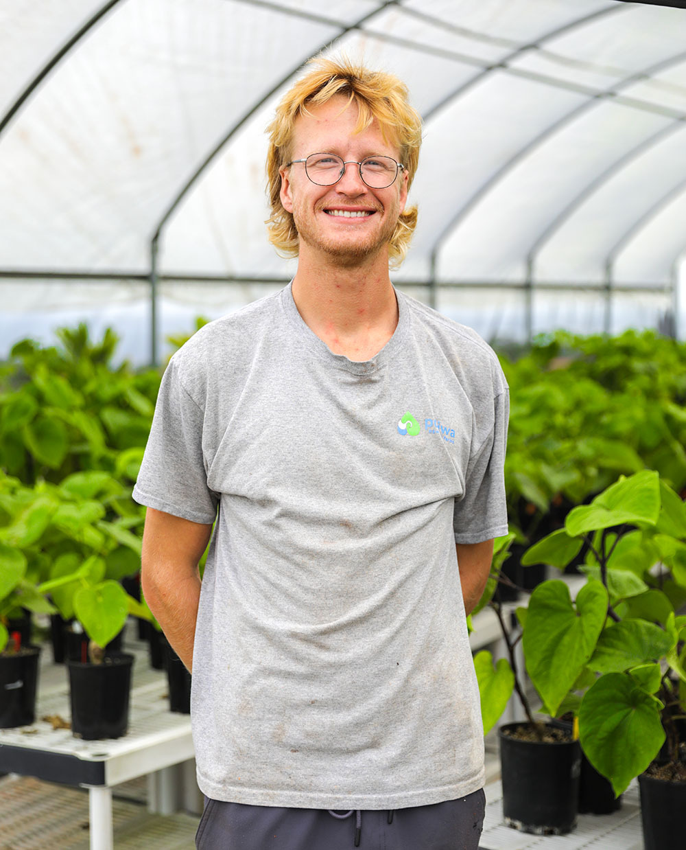 A Pūʻiwa Farms team member standing among potted ʻawa plants in the greenhouse.
