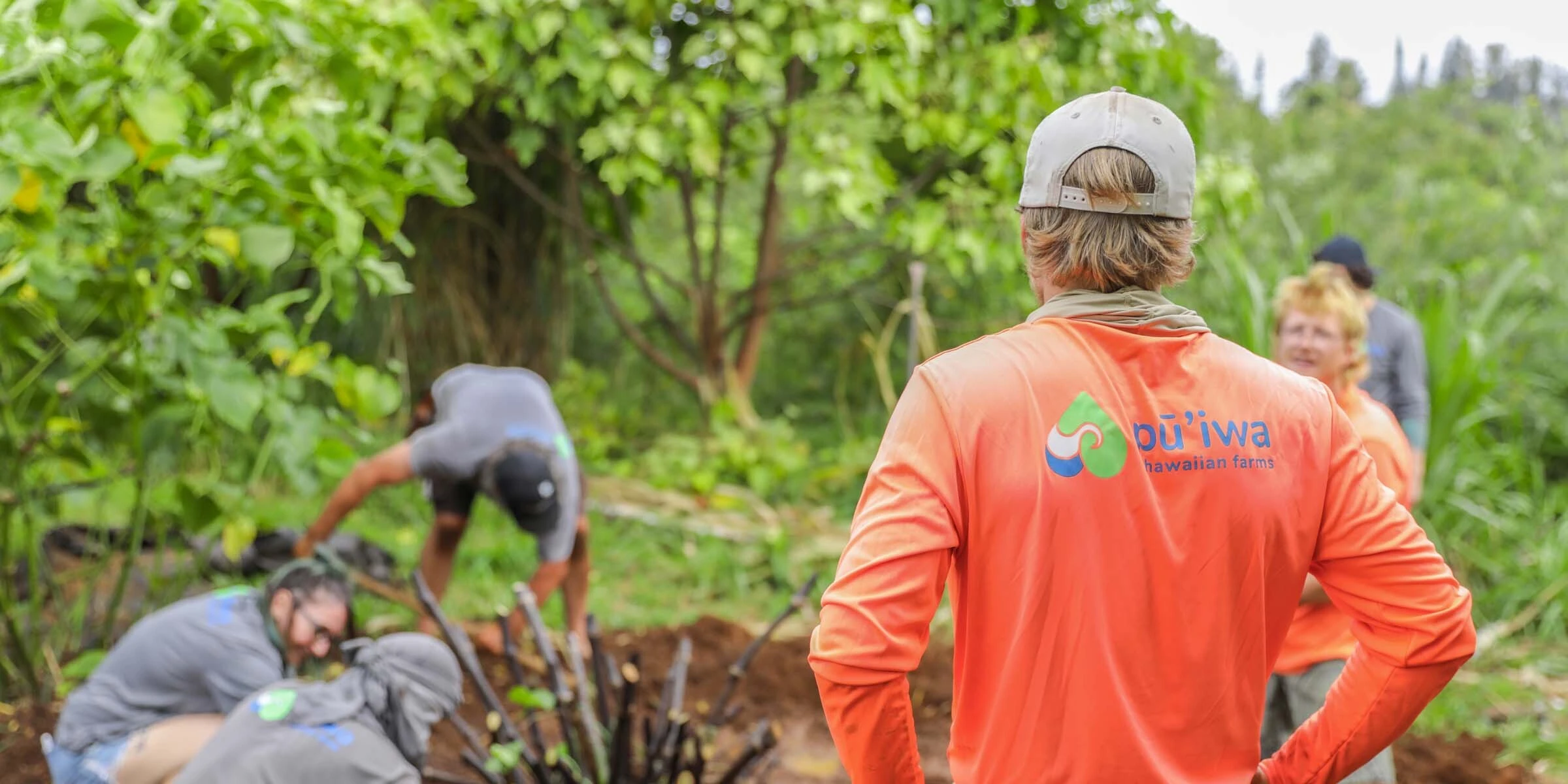 A Pūʻiwa Farms worker in an orange shirt watching the crew dig ʻawa stumps in the field behind.