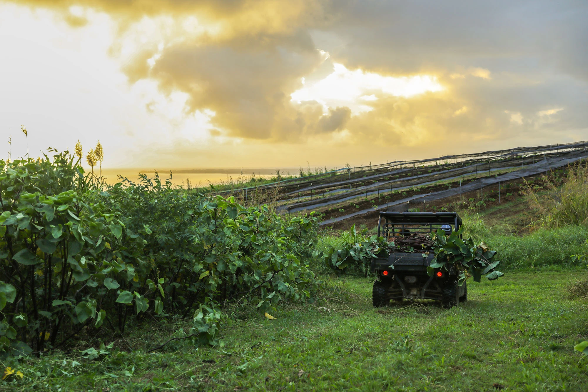 The farm at golden hour: a row of ʻawa plants, a utility vehicle loaded with cuttings, and terraced rows under shade cloth running up the hillside.