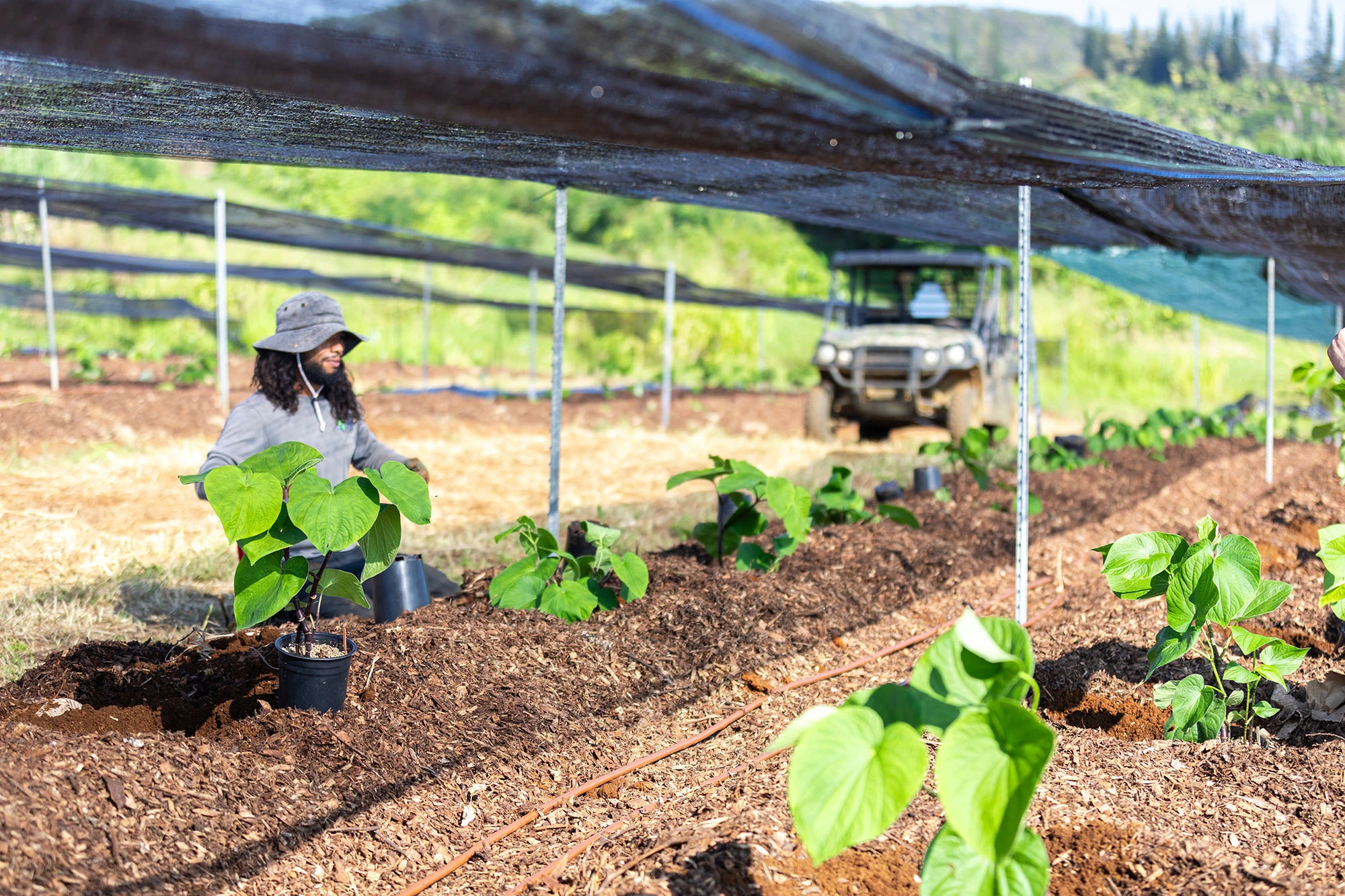 A worker in a wide-brimmed hat planting potted ʻawa starts into mulched rows under shade cloth.