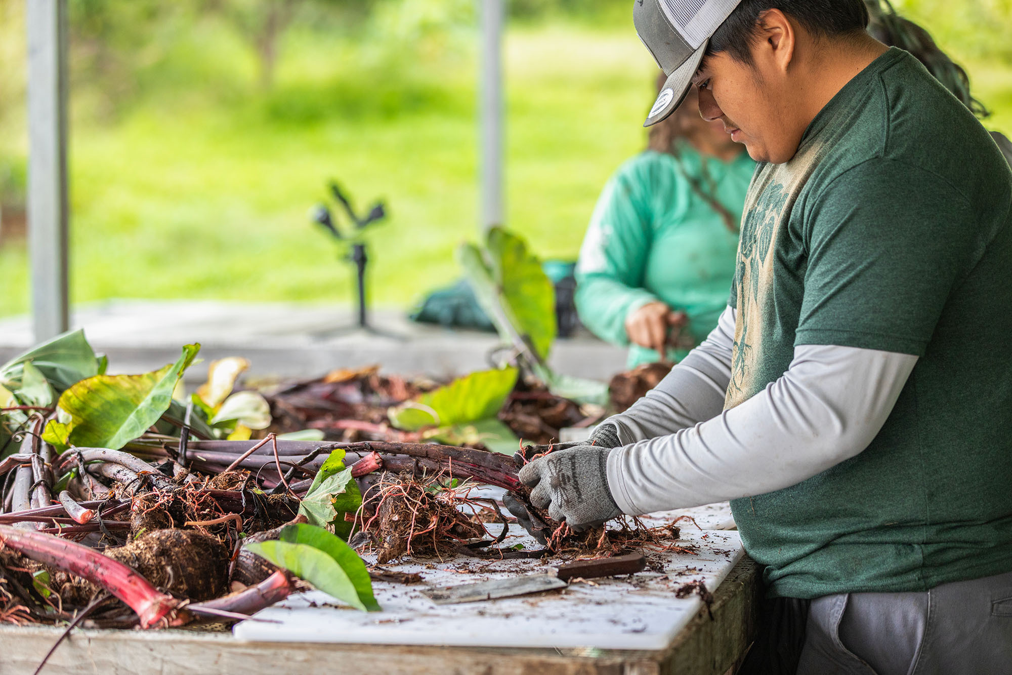 	A worker in gloves trimming freshly harvested kalo at an outdoor packing table.