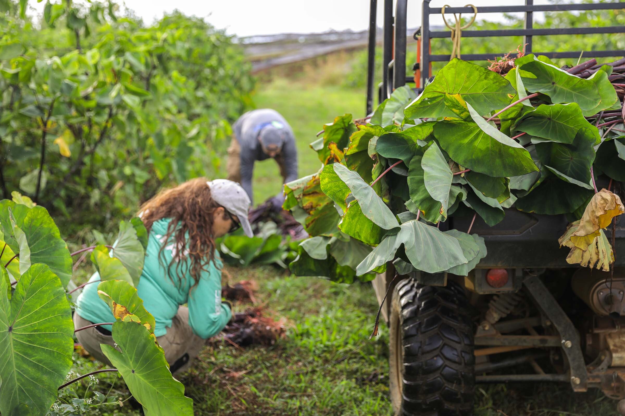 Two workers harvesting kalo beside a utility vehicle piled high with taro leaves.