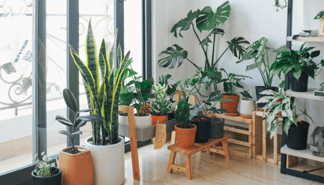 Green Guide to Indoor Gardening: Decorating Plants with Home Decor