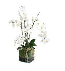 Emilio Robba White Phalaenopsis Garden 