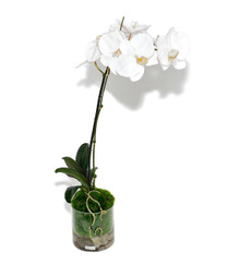 Emilio Robba Faux Floral White Phalaenopsis Plant 