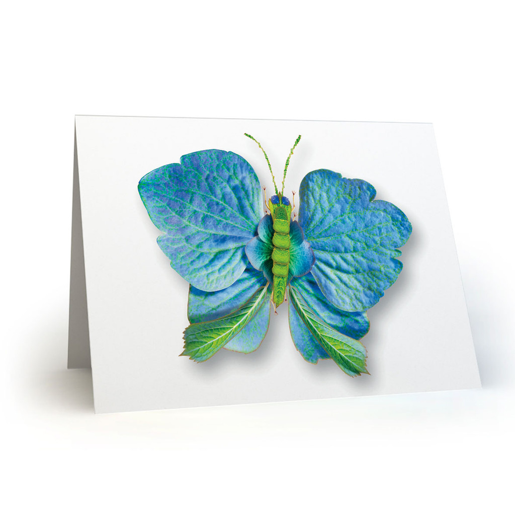 Butterflies 02 - MT100