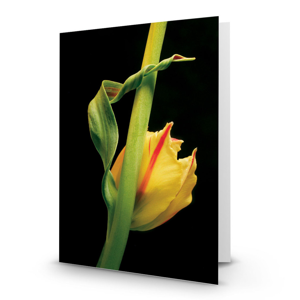 Tulip 01 - MT100