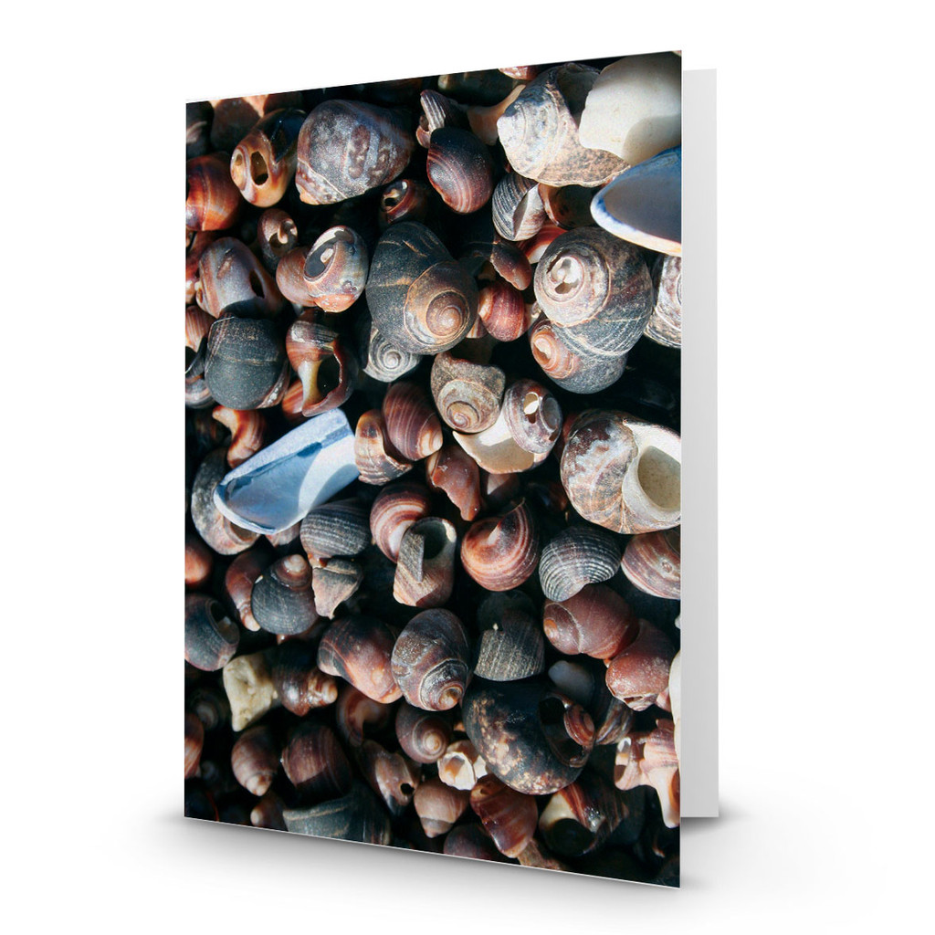 Background Snail Shells - CC100