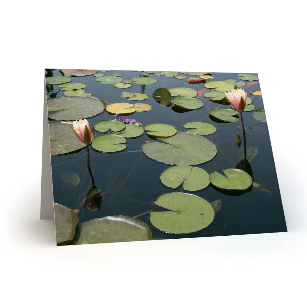 Lily Pads and Blooms - CC100