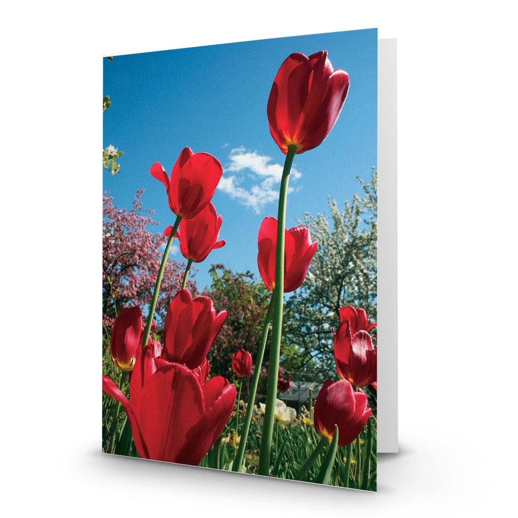 Red Tulips in Garden from Below - CC100