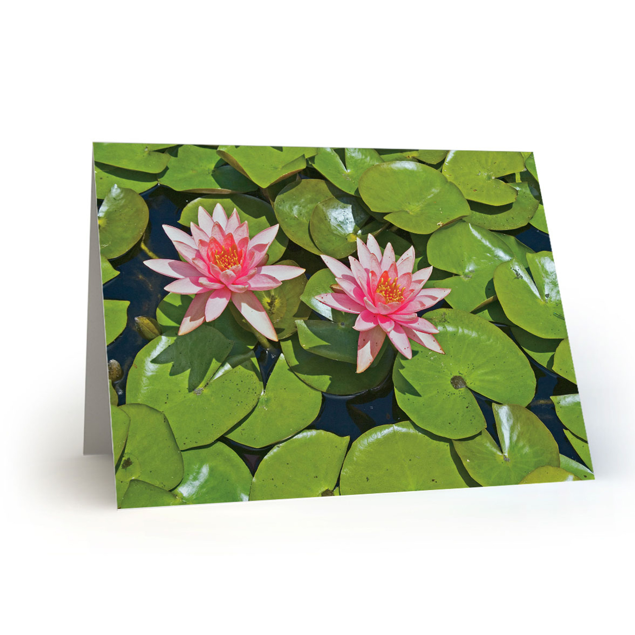 Pink Flowers With Lily Pad Cc100 Givewrite Com