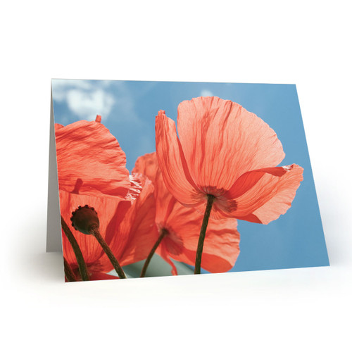 Red Poppies Underside with Blue Sky - CC100