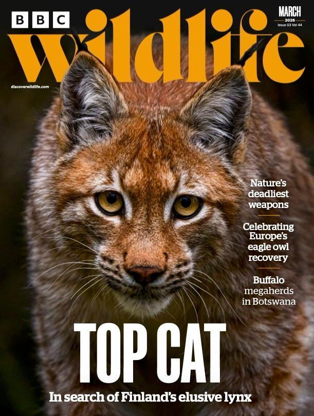 BBC Wildlife Magazine Mar-26