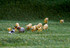 Sheep Set 43282