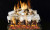 Real Fyre G45-2 See-Thru ANSI Burner with Classic Log Set