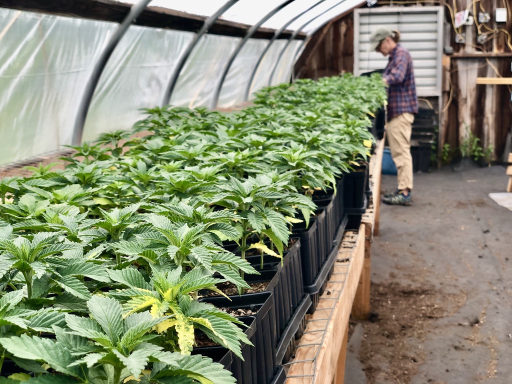 One last tending to... Bordertown Farm