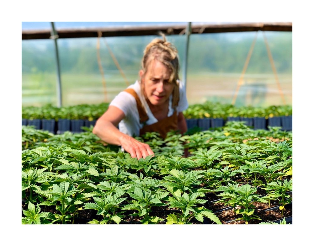 Organic Hemp Grown On The Family Farm Bordertown Farm
