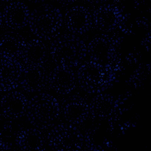 Timeless Treasures Fabrics Radiant Meadow Tonga Batiks Wing and a Prayer Swirl Wood Cut Indigo