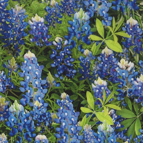 <p>Benartex Fabrics Bluebonnet Flowers Floral 108 Inch Wide Quilt Backing Blue Green</p>