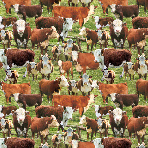 Timeless Treasures Fabrics Country Roads Multi Hereford Cows In A Corral