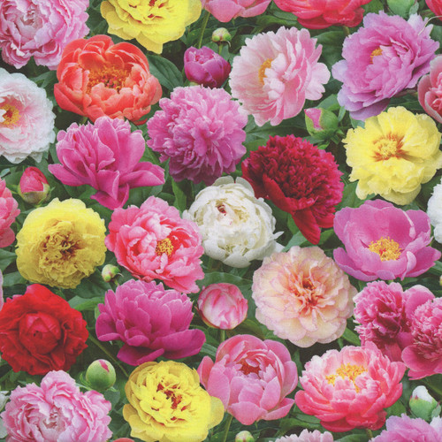 Elizabeth's Studios Fabrics Burst Of Color Multi Pink Peonies