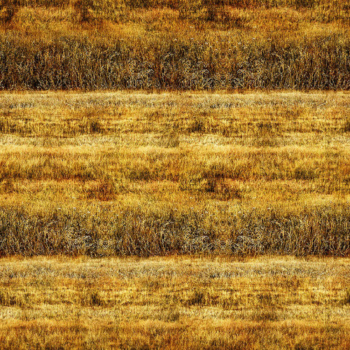 Quilting Treasures Dan Morris Earthly Delights Golden Yellow Grassy Fields