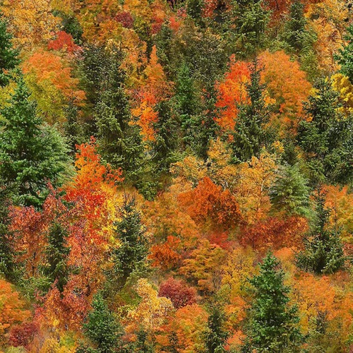 Timeless Treasures Fabrics Autumn Mist Autumn Mist Forest Fall