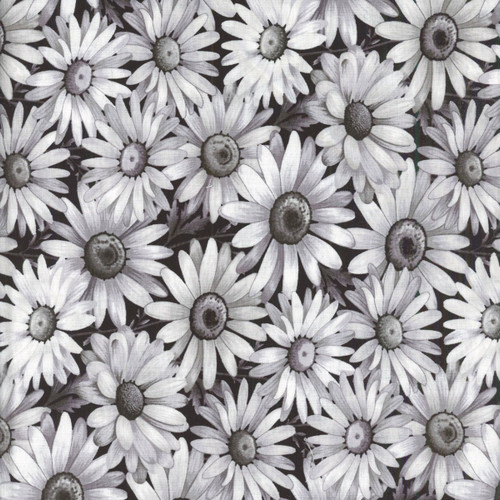 Henry Glass Fabrics Scarlet's Treasure Color Principle Black Daisies