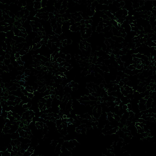 Timeless Treasures Fabrics Tonga Batiks Poinsettia Holly & Mistletoe Spruce Green, dark fabric with holly and poinsettia patterns in shades of green.