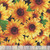 Wilmington Prints Fabrics Sunshine Whispers Bruce Park Packed Sunflowers Black Yellow Green, vibrant sunflower fabric design with yellow petals, dark centers, and green leaves on a black background.